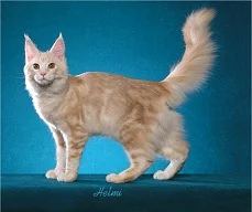 cream classic tabby cat