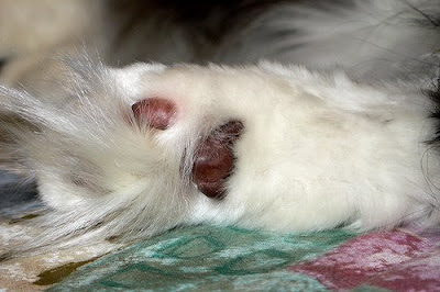 fur cat paws