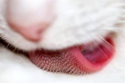 cat tongue