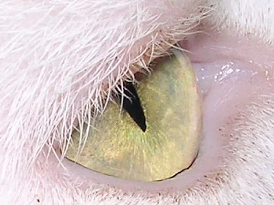 cat eye showing slit aperture