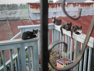 feral cats on a porch