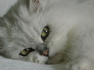 silver traditional Persian cat