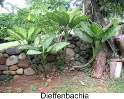 Dieffenbachia house plant poisonous to a cat
