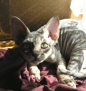 Devon Rex cat kitten
