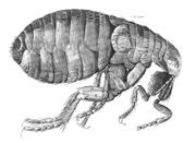 drawing of a flea