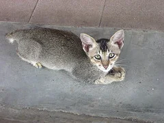 feral cat with a short tail bobtail