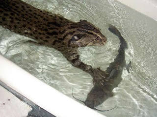 fishing cat catching fish in a bath