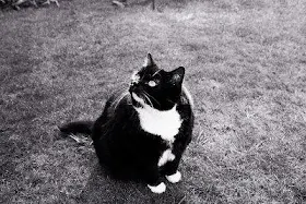 Black Tuxedo cat looking up