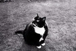 Black Tuxedo cat looking up