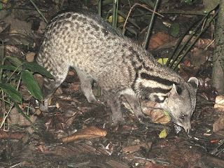 Civet cat