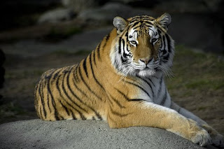tiger resting showing his stripes