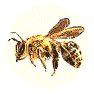 bee