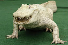 The Albino crocodile.