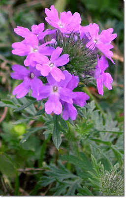 Flowers: Purple Wildflowers