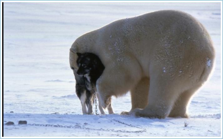 [polar-bear-cat-amazing-pictures-4.jpg]