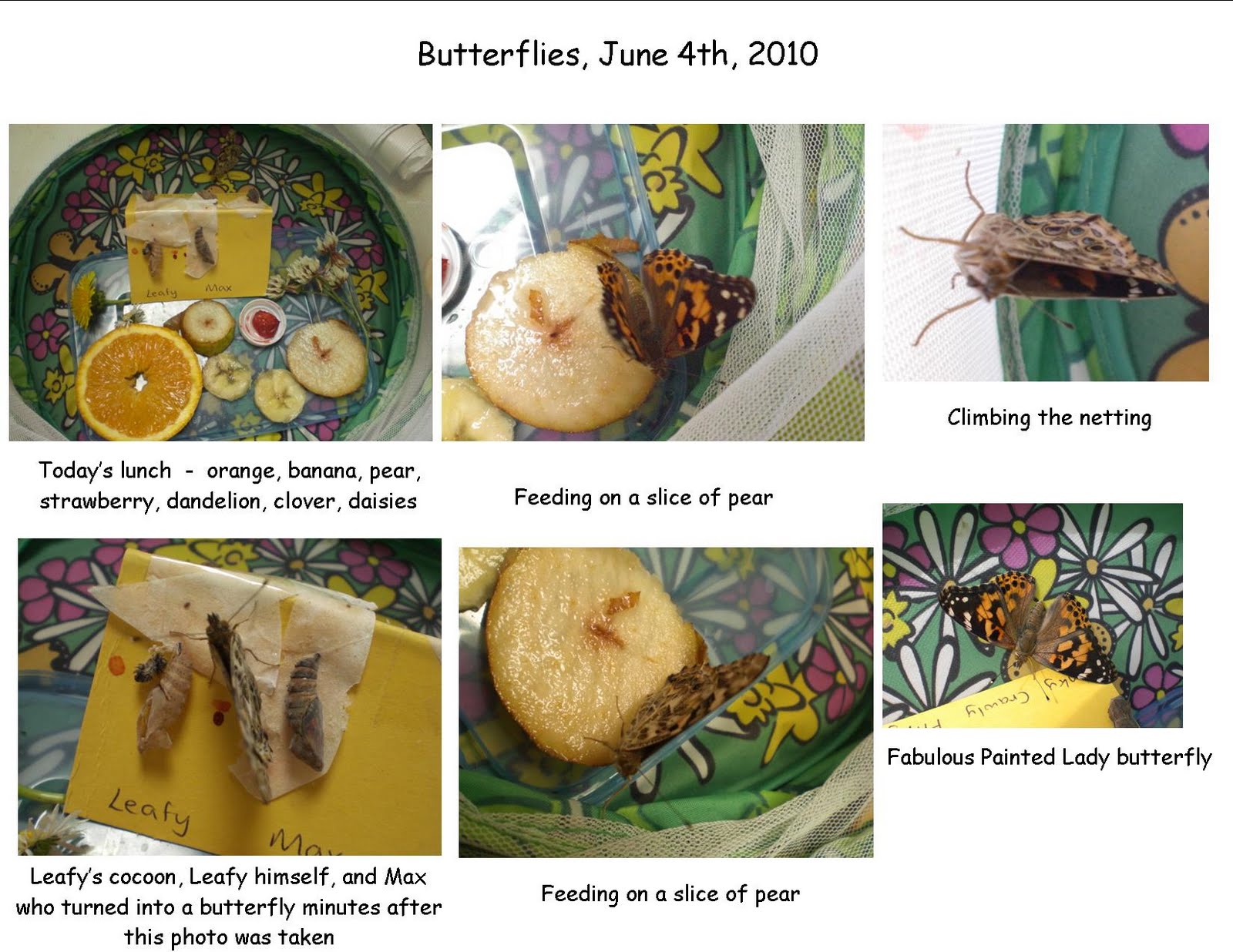Science Projects Painted Lady Caterpillars