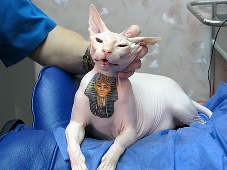 cats tattoos