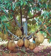 DURIAN MUNUNG