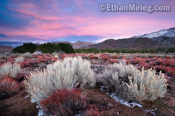 [CA_MojaveForks_EMELEG_7865.jpg]