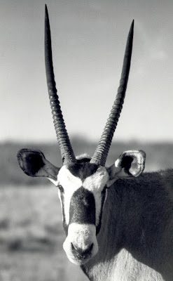 New Mexico Oryx