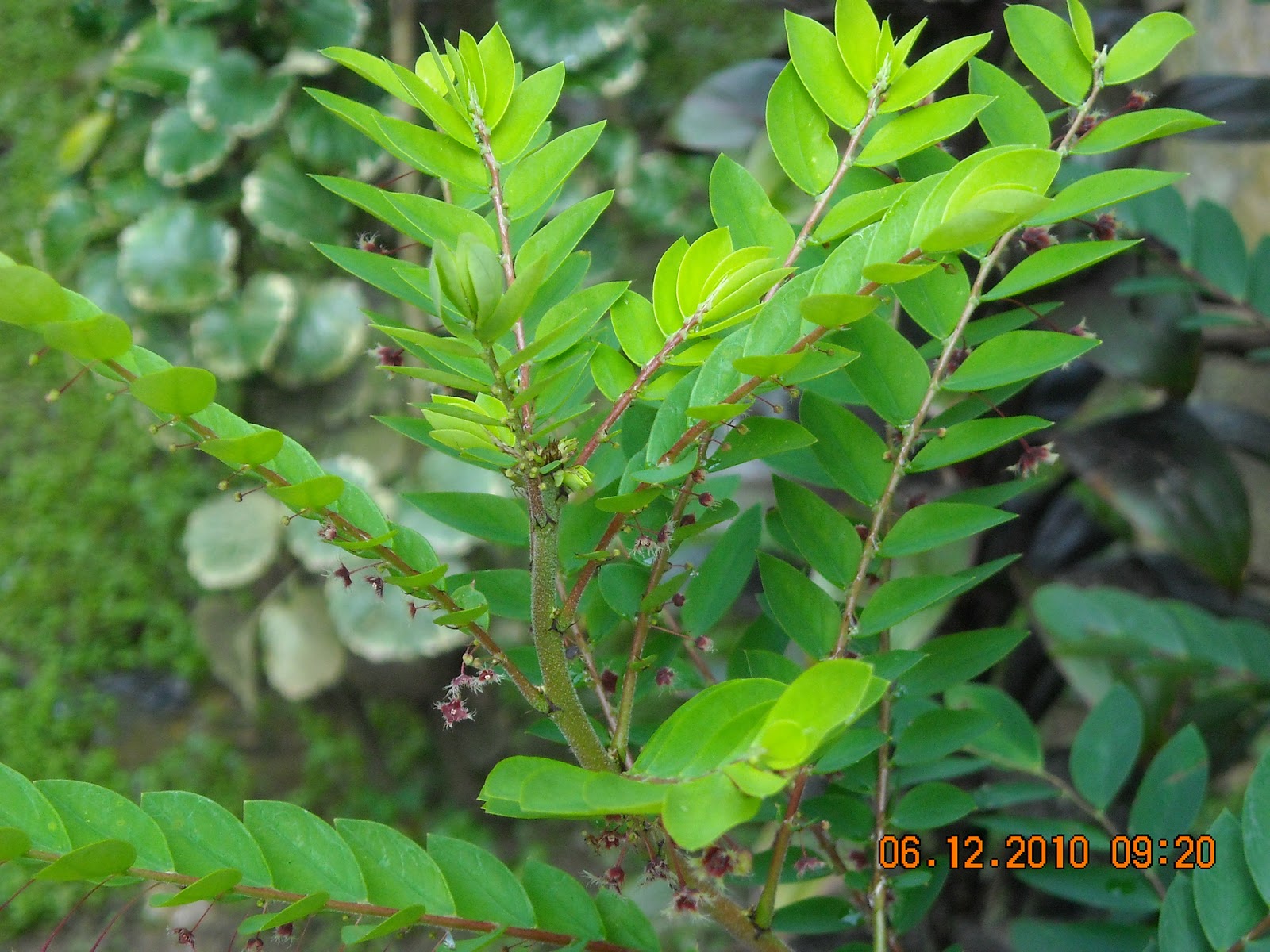 Hindi Indigo Flower Www Imagessure Com