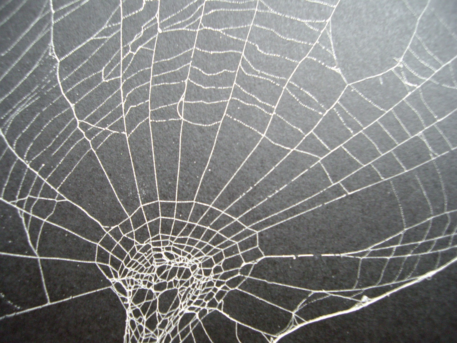 AD114 - Portfolio Development - Spiders!