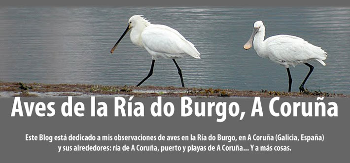 Aves de la Ría do Burgo, A Coruña