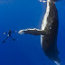 Junto a una ballena jorobada de 16 metros