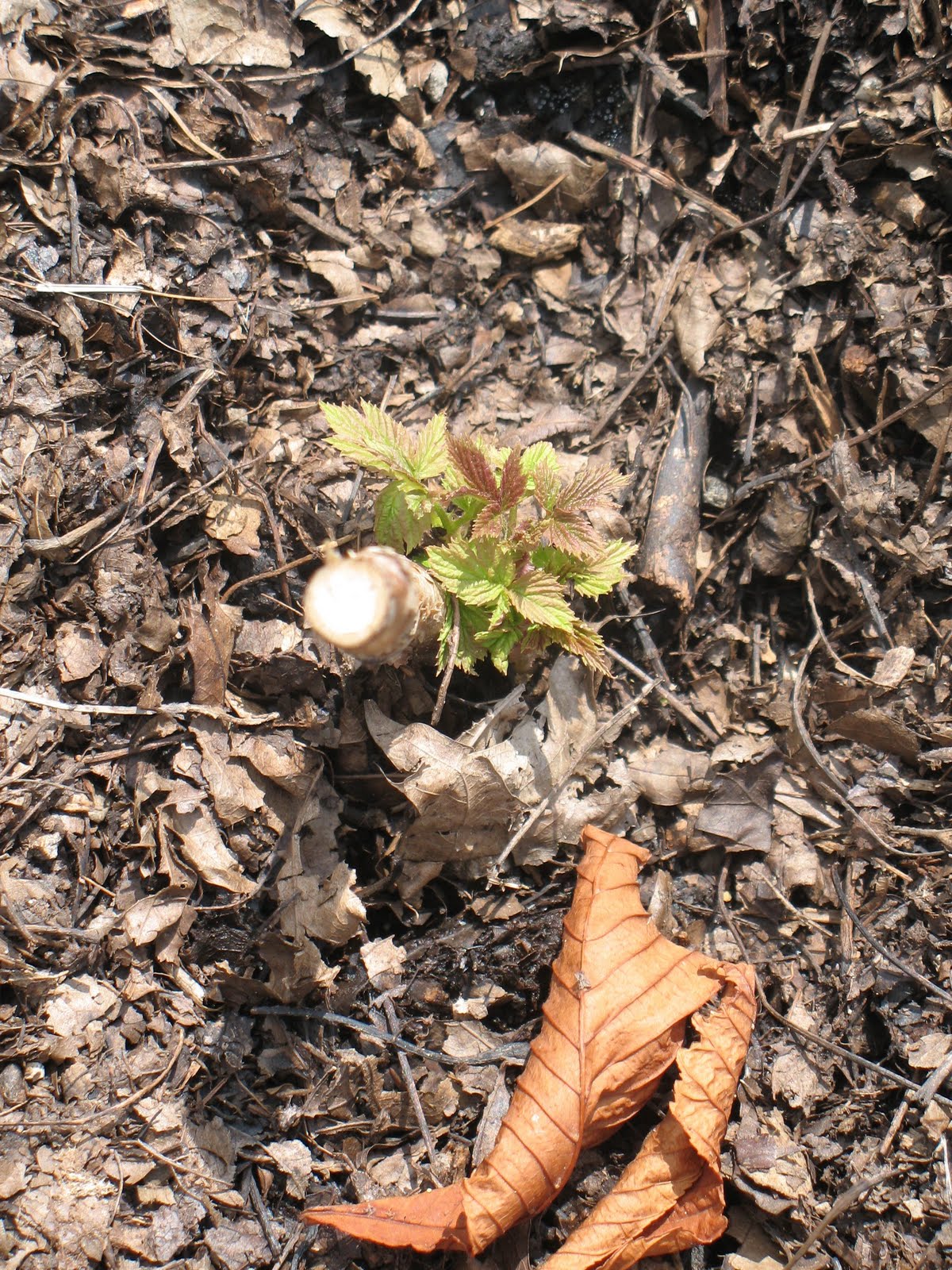 The Garden Life and Times of Justin Husher: A Midsummer Night's Farmer ...