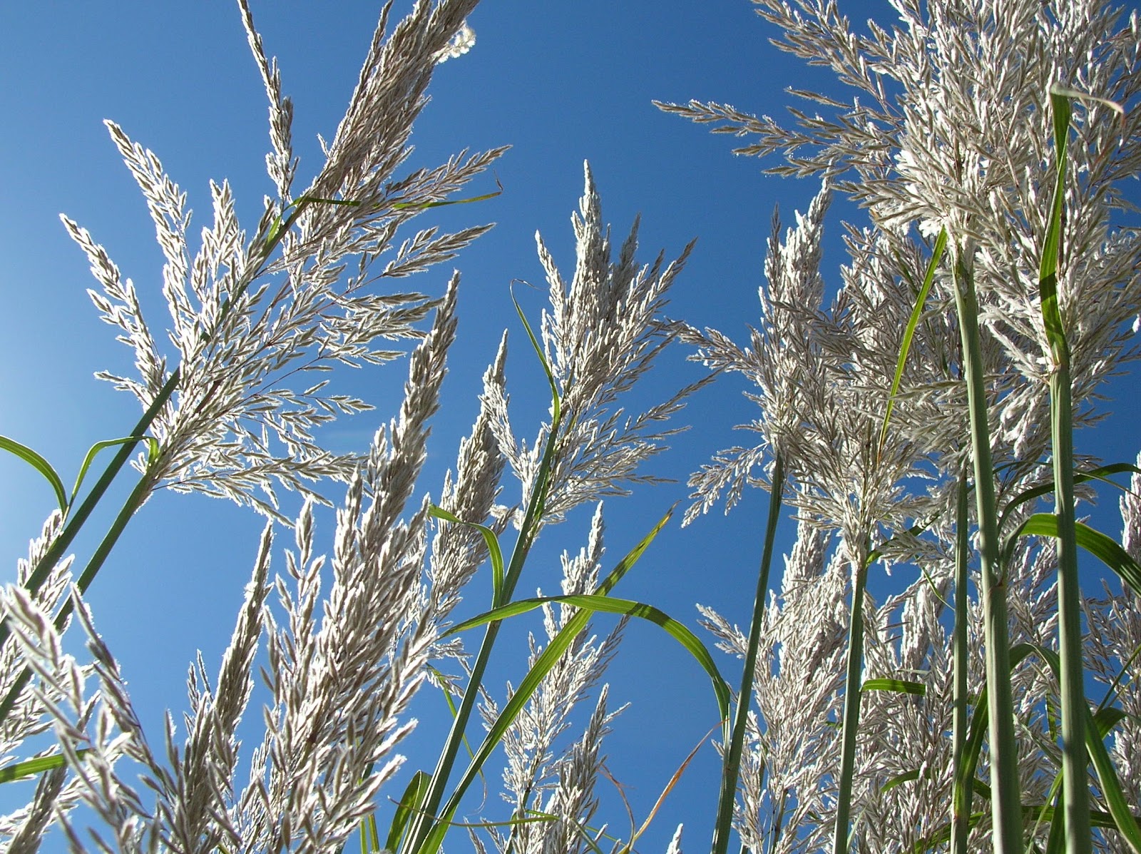 Jim's Frog Blog: Pampas Grass Flowers