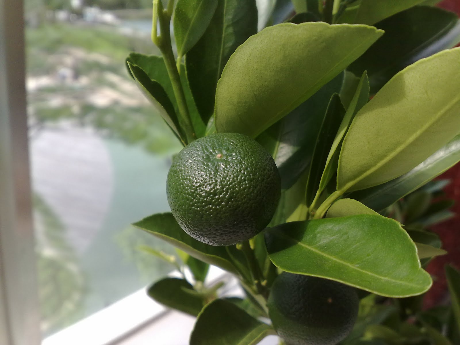 My Balcony Vege Gardening Corner! Lime Plant