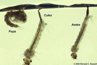 larvas de mosca en agua estancada