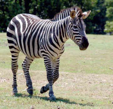 ivanildosantos: gambar kuda zebra