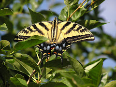 Swallow Tail Butterfly