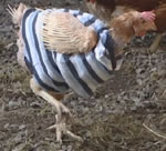 [chicken-sweater.jpg]