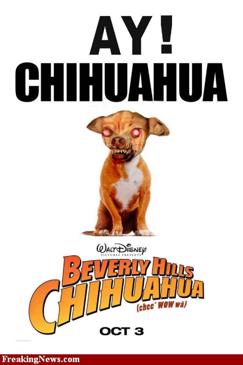 [Ay-Chihuahua--49010.jpg]
