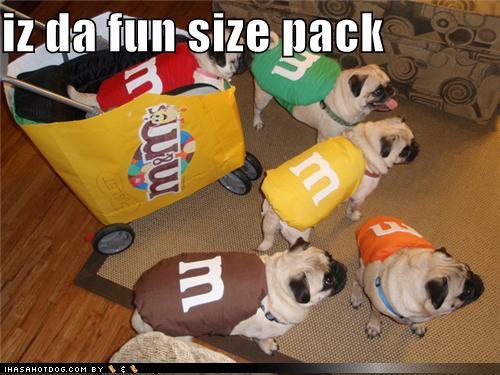 funny+dog+pictures-iz+da+fun+size+pack.jpeg