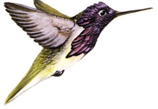 hummings with yellow throated hummingbird hummings with yellow throated hummingbird