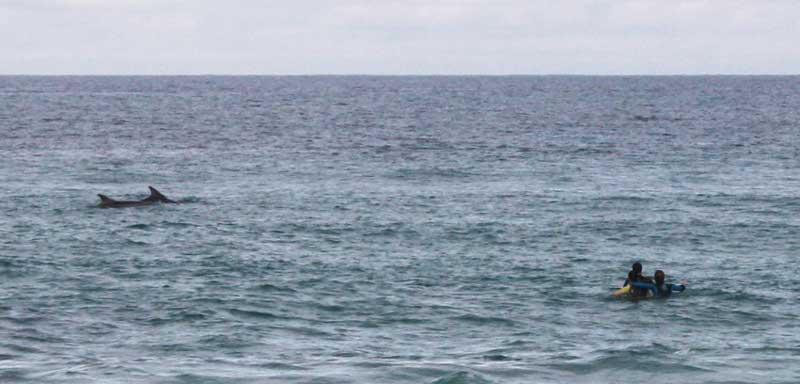pesadilla Expresión Rechazar Luar na fraga: Delfín mular, surfistas y un paseo por Razo