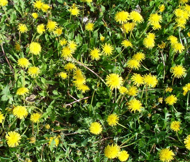 [dandelions.jpg]