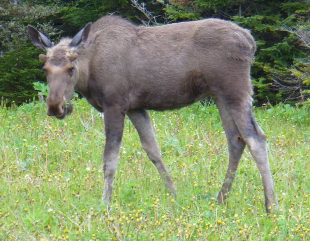 [Nfld+moose.jpg]