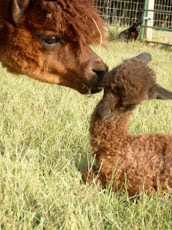 Bess checks on her new cria.