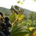 Grape Harvest on the “Colli”