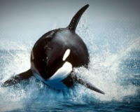 Orcas. Assassinas Ou Vitimas?