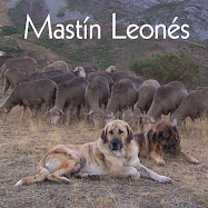Mastín Leonés