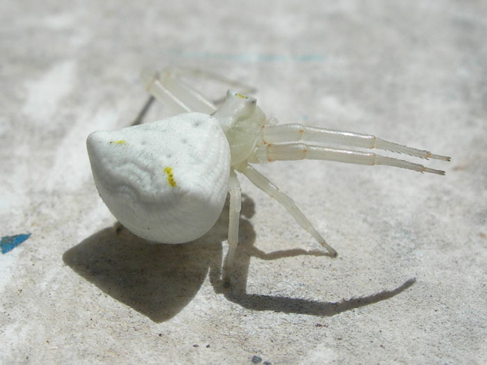 Découvertes et curiosités de mon jardin Araignéecrabe blanche — free download