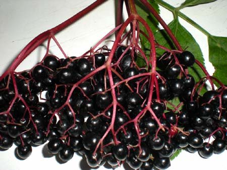 Gelée de sureau recettes Gelée de fleurs de sureau