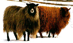 [icelandic+sheep2.jpg]