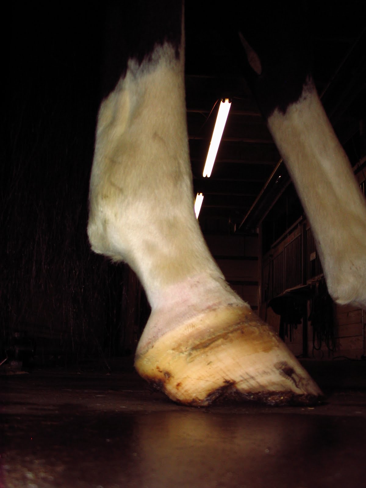 Founder Info for Horse Owners! Leo's Laminitis, Foot Photos