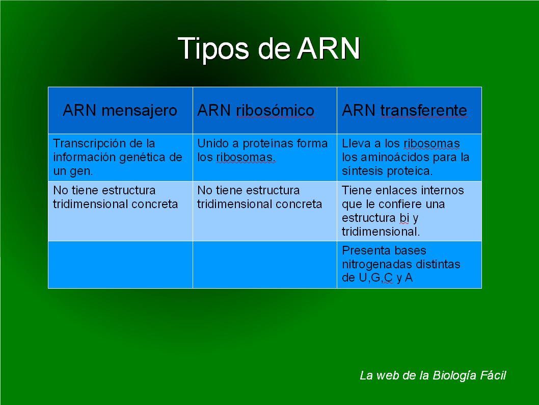 Bioprofe4: Tipos de ARN